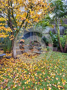 Fall Leaves In Backyard Garden