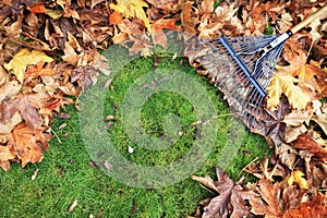 Fall Leaves being Raked from Grass