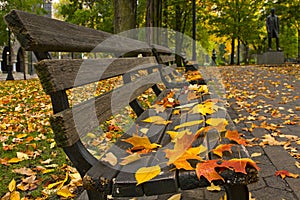 Fall Leaves on Benches Along Park photo