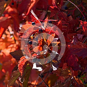 Fall Leaves and Berries