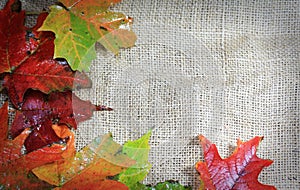 Fall Leaves on Burlap Background