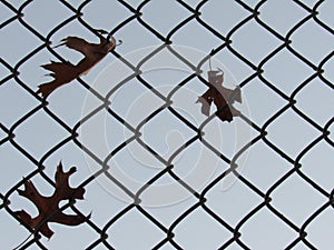 Fall Leaves caught on fence