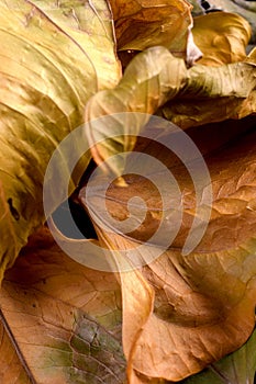 Fall leaves close up