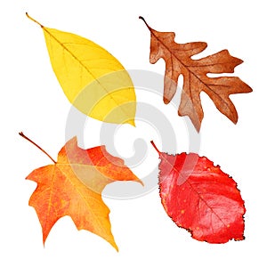 Fall Leaves Collection isolated