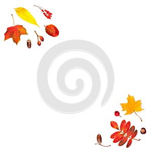 Fall leaves corners composition isolated on white. Bright autumn leaves background border