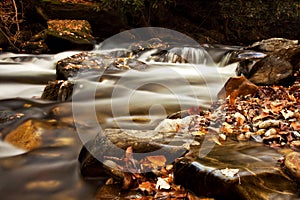 Fall leaves in the creek