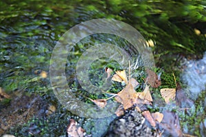Leaves fall on the water