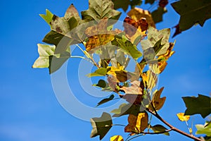 Fall Leaves in Florida