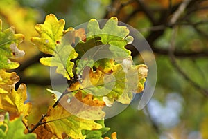 Fall leaves in forest