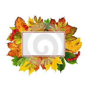 Fall leaves frame