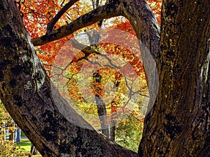 Fall leaves framed by tree branches