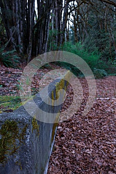 Mossy cement wall in fall