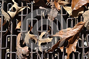 Fall leaves on a grate