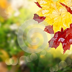 Fall leaves with green grass