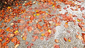 Fall leaves on ground
