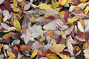 Fall leaves on the ground