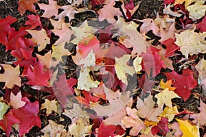 Fall leaves on the ground