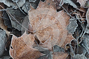 Fall leaves with hoarfrost