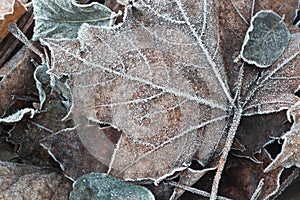 Fall leaves with hoarfrost