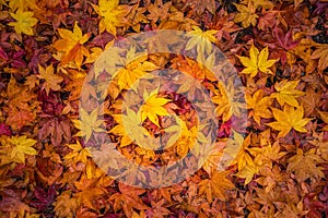Fall leaves indicating the seasonal change