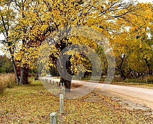 Fall Leaves at Lake Hefner in Oklahoma City