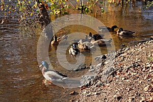 Fall leaves and mallard ducks in lake