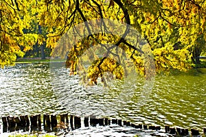 Fall leaves over water