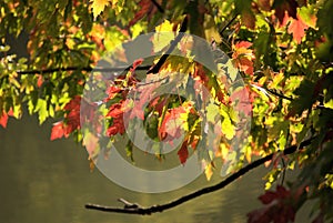 Fall leaves over water, Northern Illinois USA