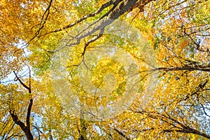 Fall Leaves at Pewits Nest, Baraboo, Wisconsin, USA