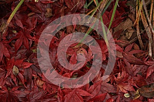 Fall leaves in a pile.