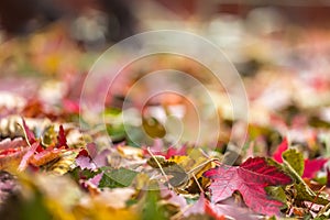 Fall leaves in pile during Autumn. Selective focus with