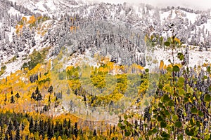 Fall Leaves Among the Pine Trees at Guardsman Pass
