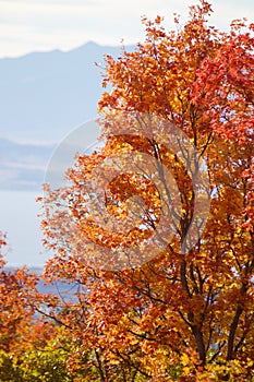 Fall Leaves in the Rocky Mountains above Provo, Utah