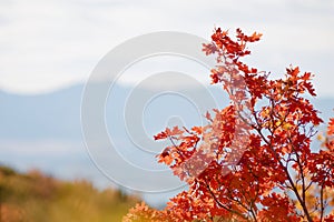 Fall Leaves in the Rocky Mountains above Provo, Utah