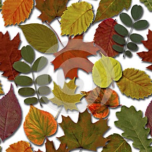 Fall leaves seamless pattern background. Autumn leaf colorful foliage