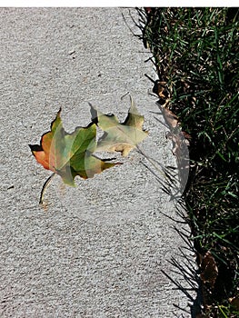 Fall Leaves on Sidewalk