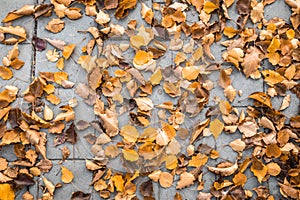 Fall Leaves on Sidewalk Background Top View Texture