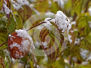 Fall leaves with first snow in woods, blurred background