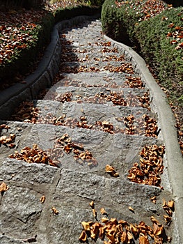 Fall leaves on the stone steps