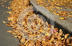 Fall leaves in street gutter