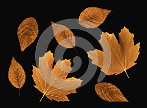 Fall leaves on a texturized background