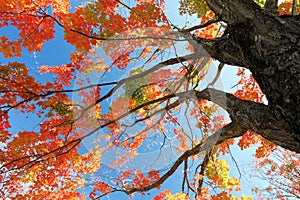 Fall Leaves Tree