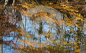 Fall leaves and trees reflected on water