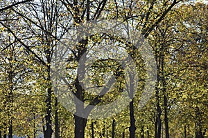 Fall leaves trees scene in a park in Charlottenburg Berlin Germany