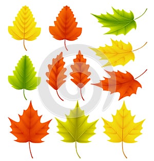 Fall leaves vector collection. Set of autumn leaves like maple and oak