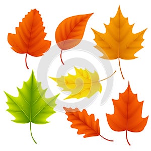 Fall leaves vector set for autumn season and seasonal elements with maple and oak