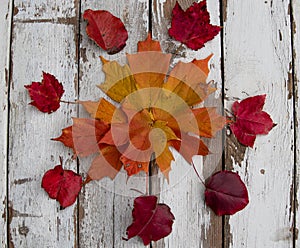 Fall leaves on a vertical rustic boards painted white