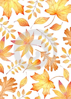 Fall leaves watercolor clipart. Orange leaf hand painted illustration.