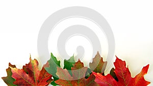 Fall Leaves on White