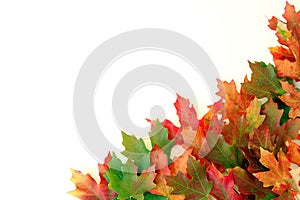 Fall Leaves on White